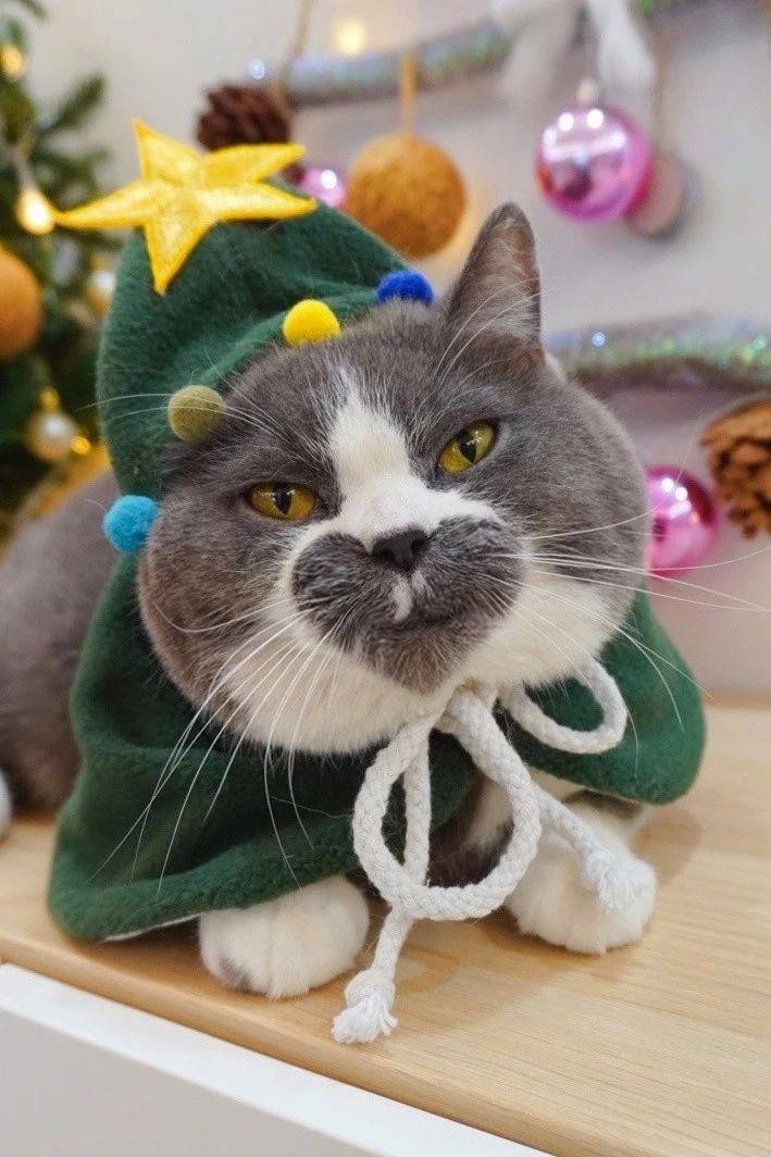 网友家的渣猫,全身上下都在说爱你!