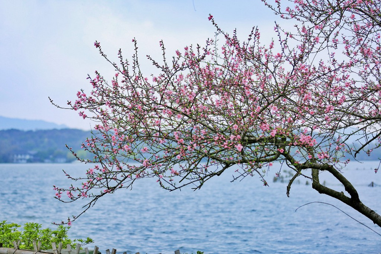 今年看到的第一树桃花