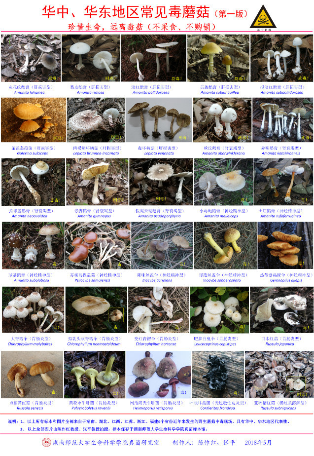因吃这种"野味",多器官功能障碍!严重或致命