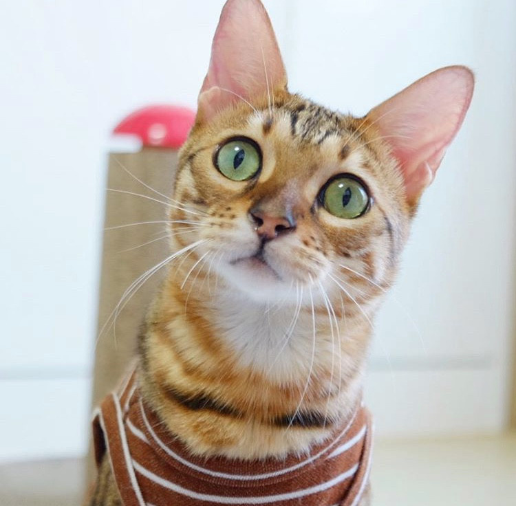 没想到网友给猫穿上衣服后,竟诞生了新品种:长颈猫!