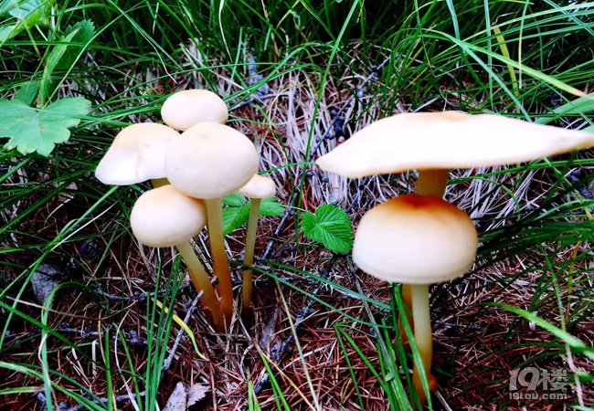 呼伦贝尔旅游的人都做错了攻略 告诉你不同年龄段该怎么玩