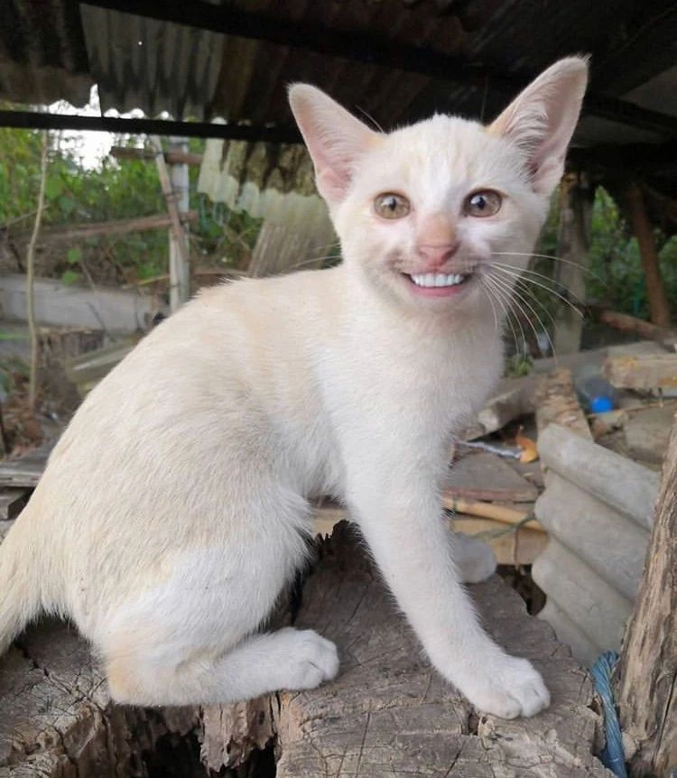 猫咪狡猾笑的表情包图片