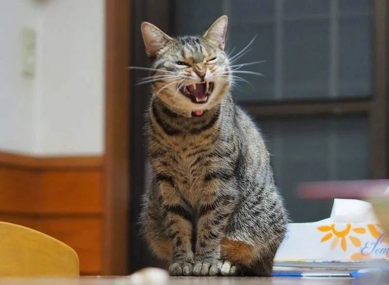 有些猫笑起来,咋就那么尴尬呢