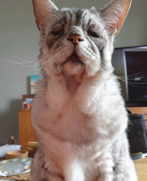 被嫌弃像60岁的"垮脸猫",却在好兄弟的保护下重启了喵生