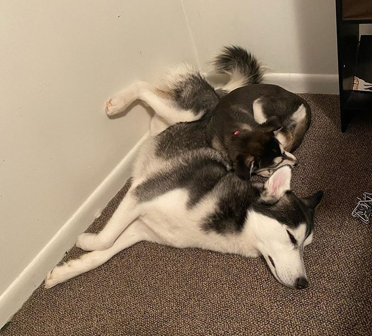 两只二哈在家疯狂秀恩爱,第三只狗子超崩溃:不带这样虐狗的!