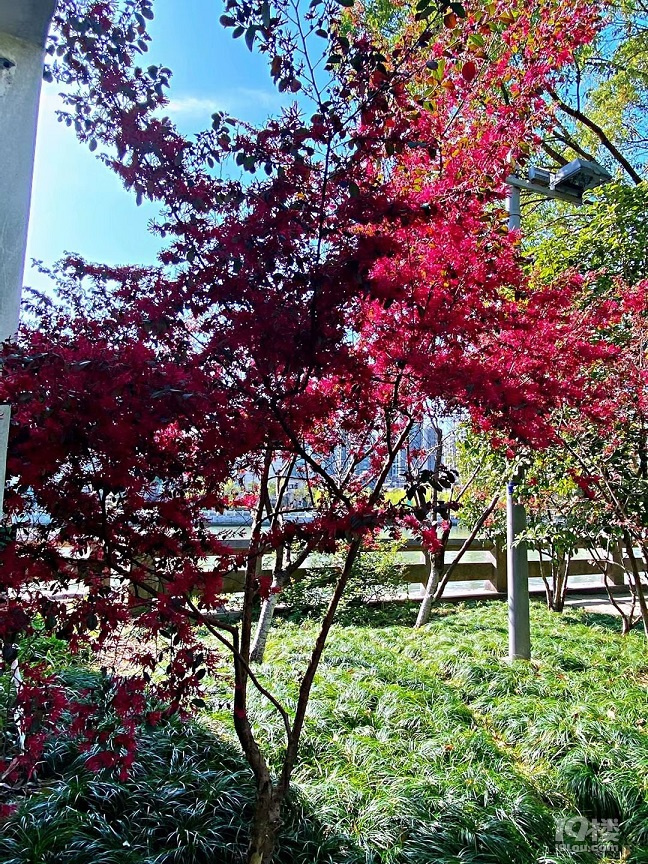 北星公園