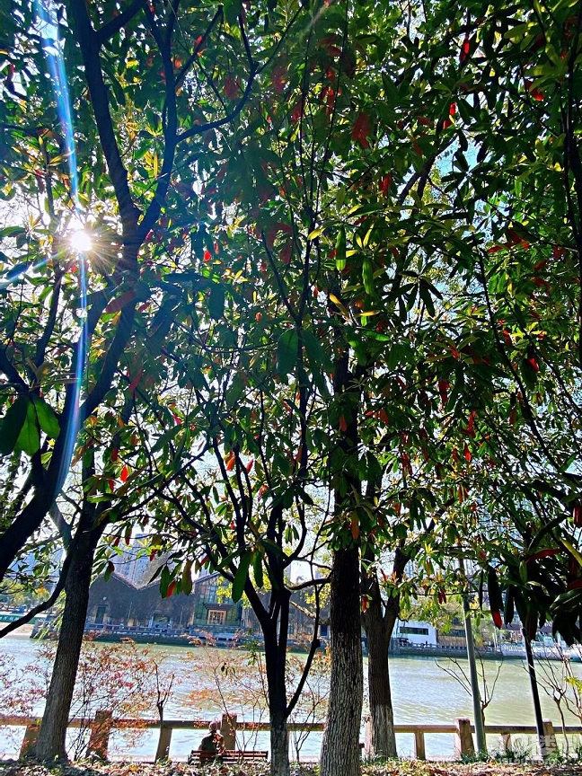 北星公園
