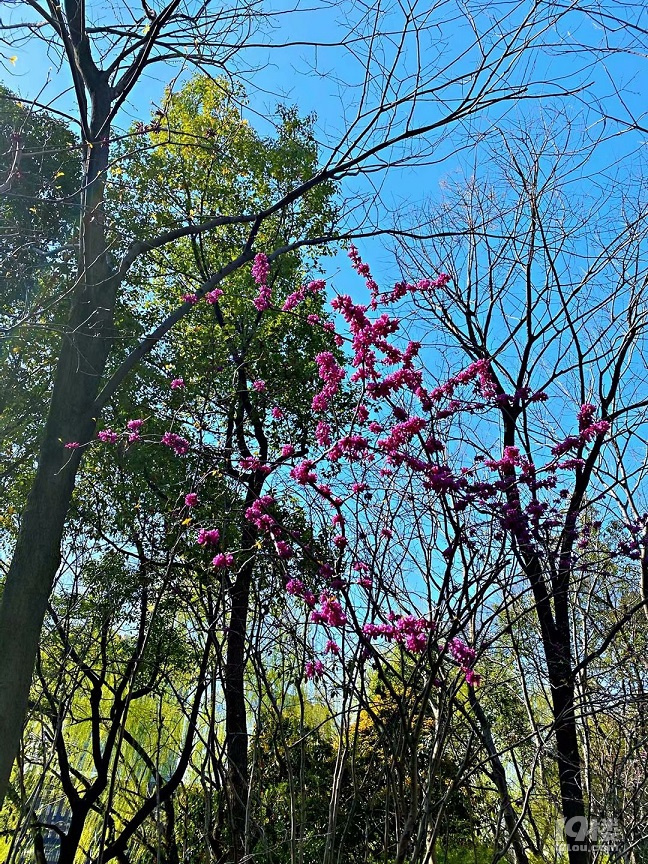 北星公園