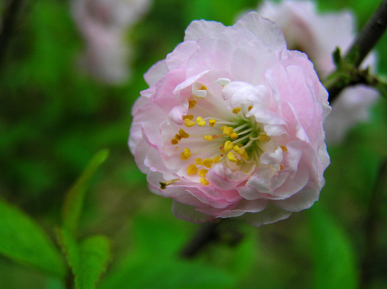 李花萼片图片