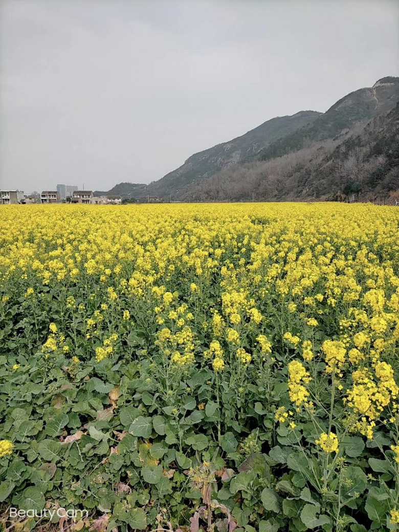 随手拍温岭城南后岭花开