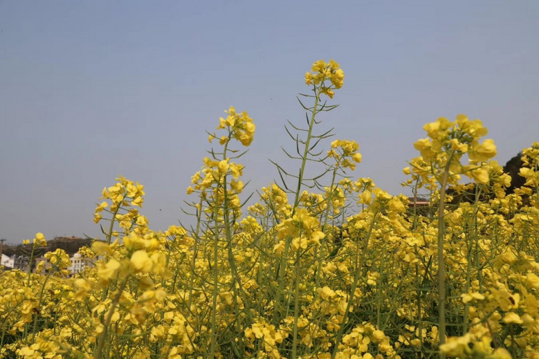 随手拍温岭城南后岭花开