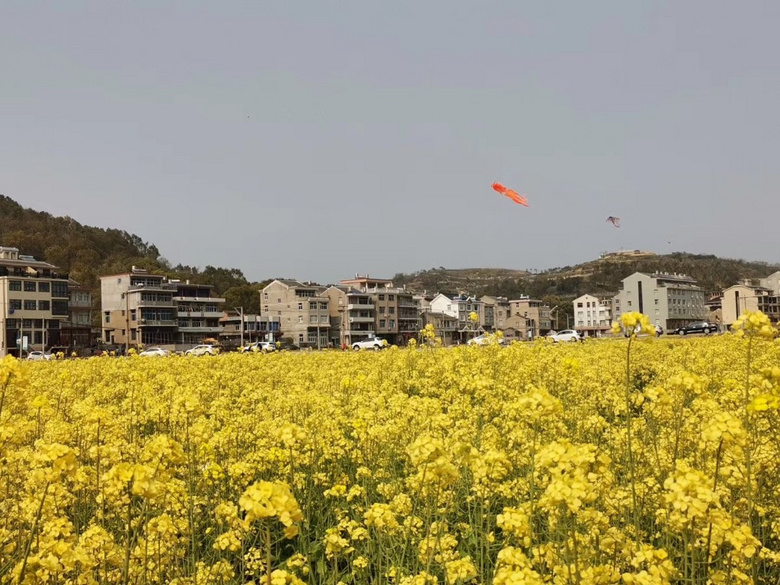 随手拍温岭城南后岭花开