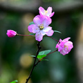 【踏春出游】+春暖花开