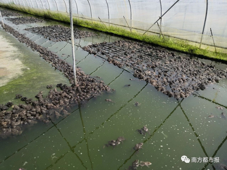 700余万斤虎纹蛙压塘,有人每天亏近10万元,养殖户愁坏了