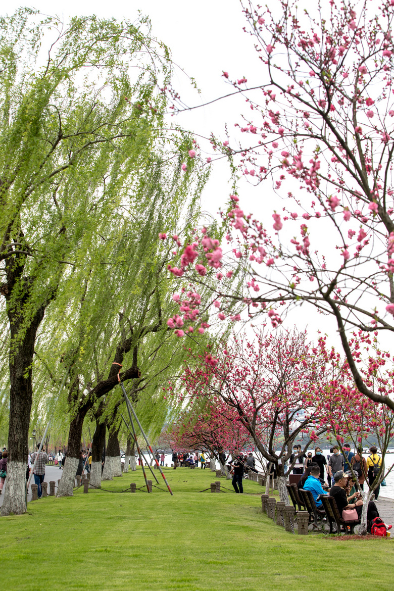 桃红柳绿-白堤 2020.03.26