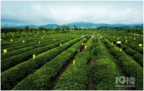 拼多多春茶节推19.9元起“好茶不贵”新品