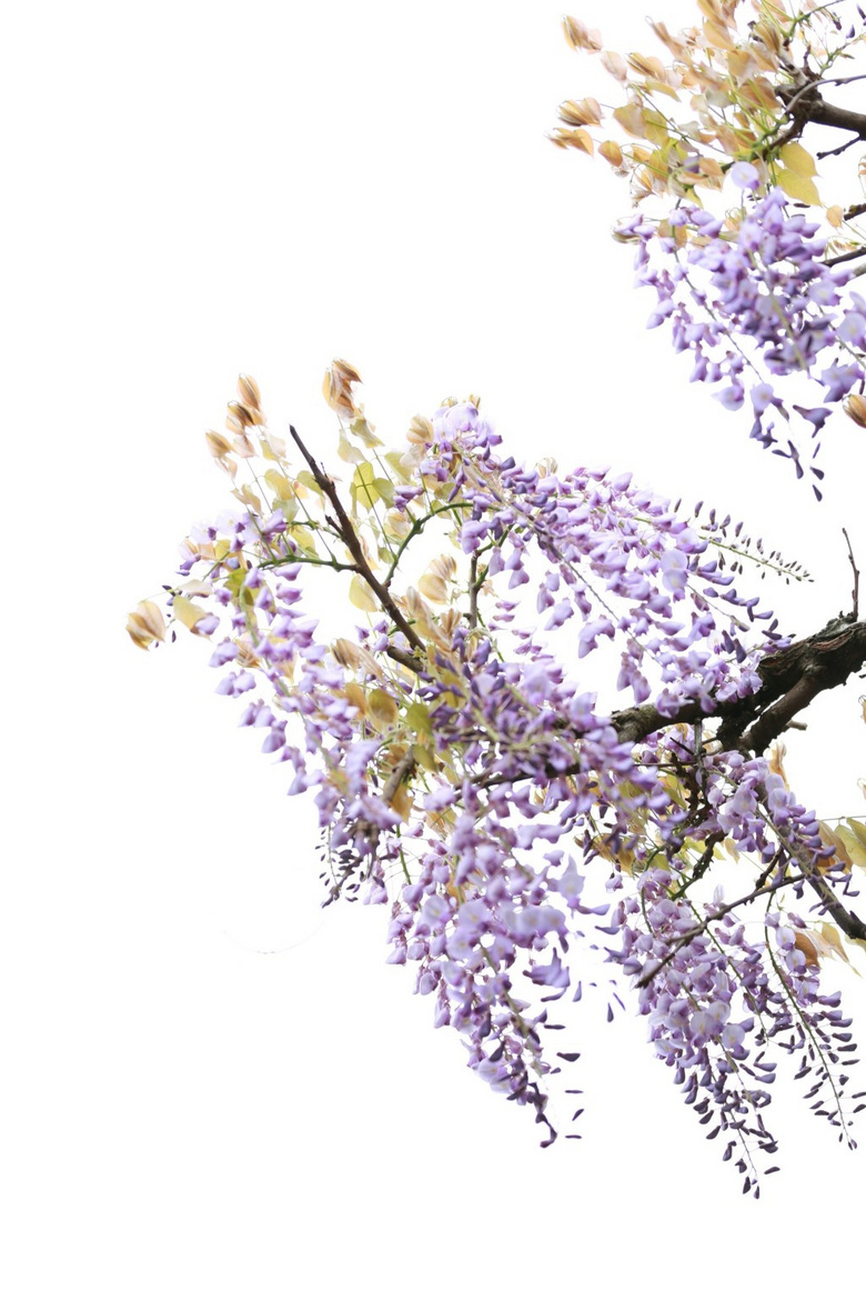 绿蔓秾阴紫袖低-19摄区-杭州19楼