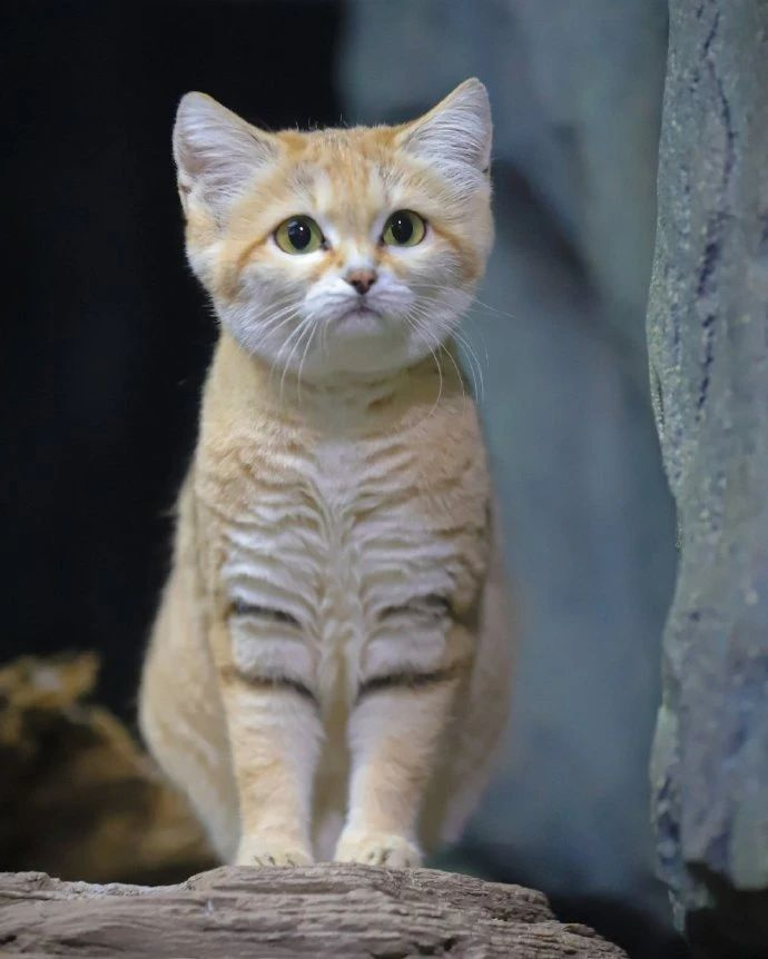 沙漠猫!瞅瞅这卡姿兰大眼睛,凶萌凶萌的
