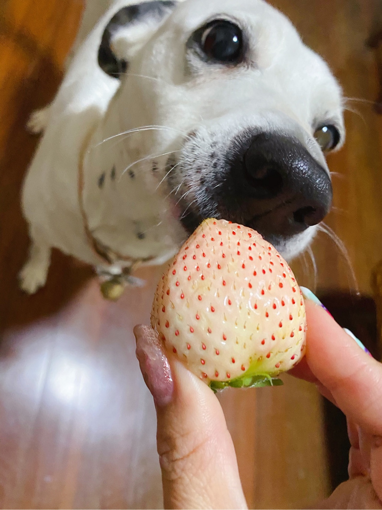 血盆大口的狗砸一口一个草莓