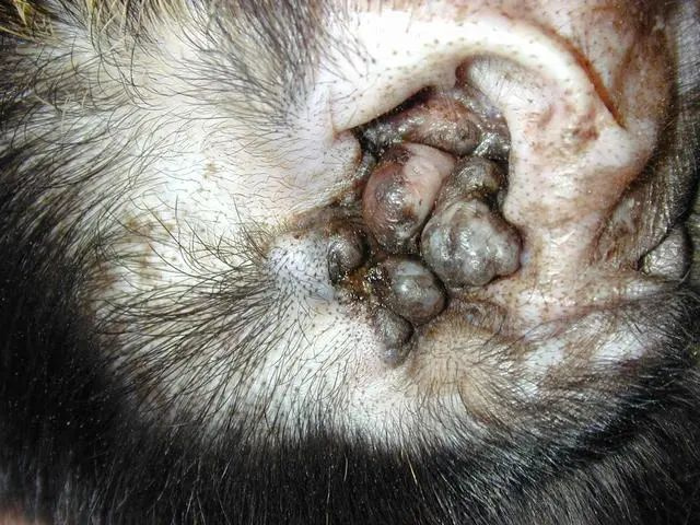 狗狗耳朵出现黑色肿块,那可能是患上耵聍腺瘤,严重时要切除外耳