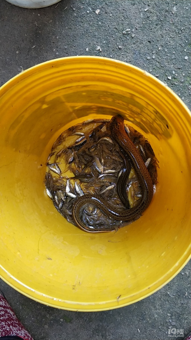 南洞庭湖野生泥鳅黄鳝