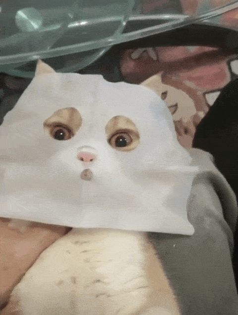 作为一个合格的铲屎官,你还得懂给喵星人敷面膜!-吸猫-杭州19楼