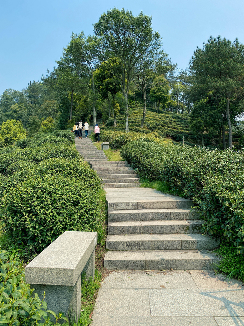 杭州·西湖区·梅家坞村翻山至龙井村"十里琅珰"茶园山景