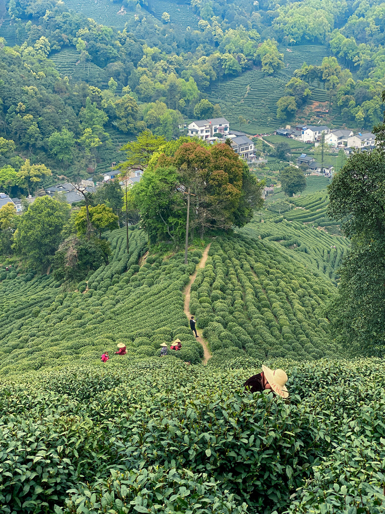 杭州·西湖区·梅家坞村翻山至龙井村"十里琅珰"茶园山景