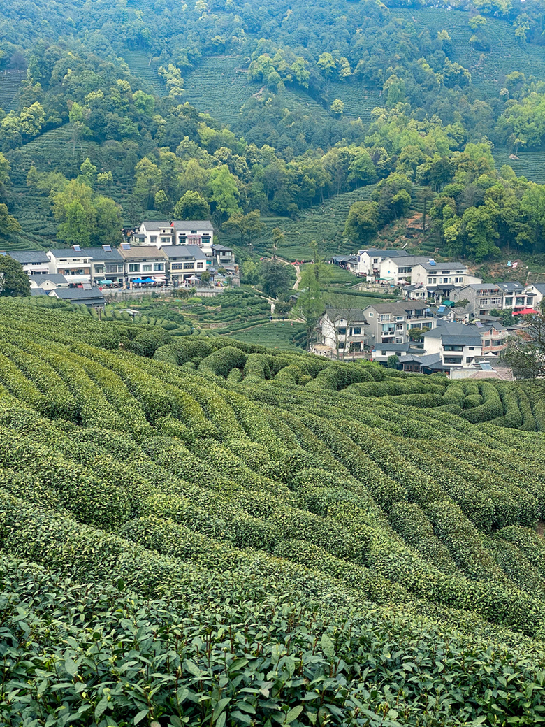 杭州·西湖区·梅家坞村翻山至龙井村"十里琅珰"茶园山景