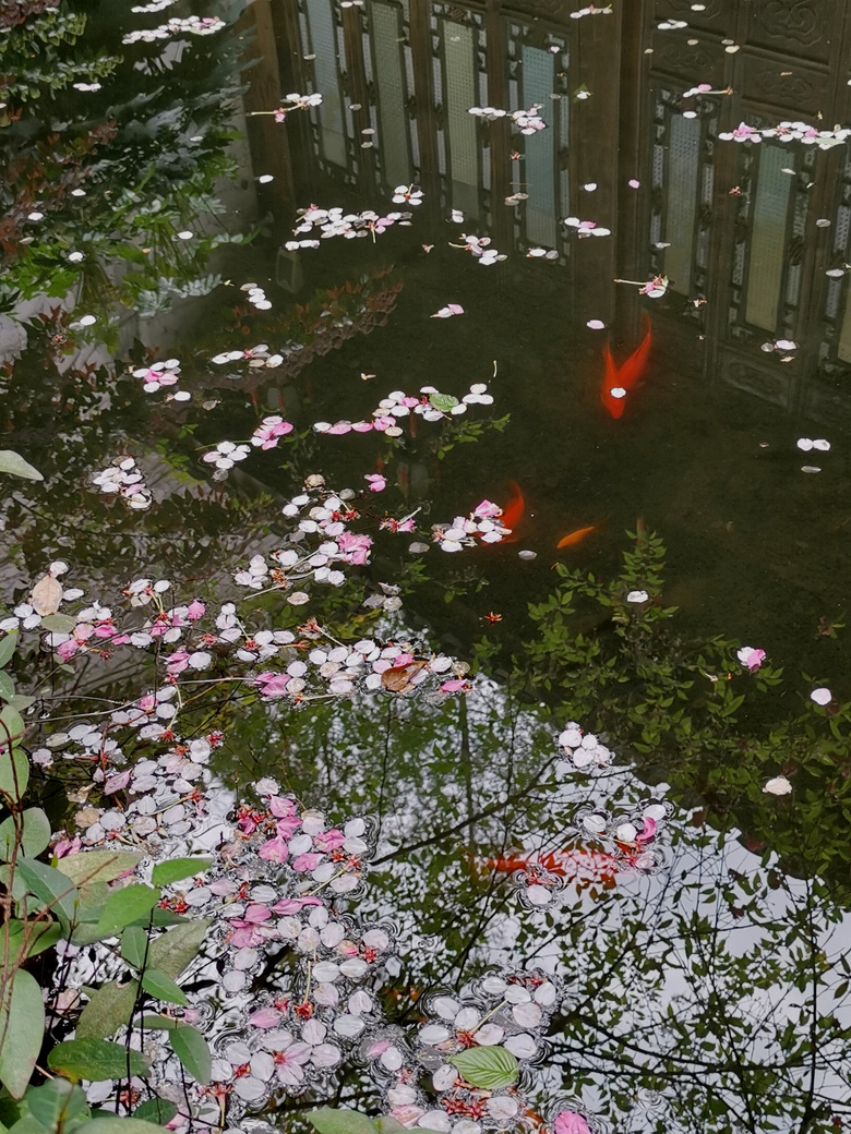 桃花落英,红鱼流水,物是人非.