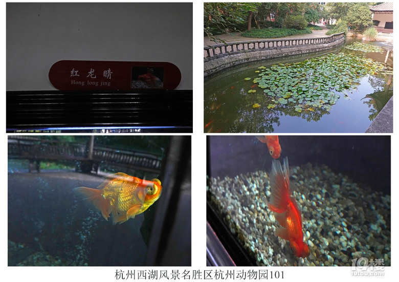 杭州西湖风景名胜区杭州动物园(六)