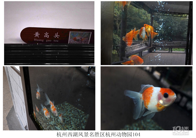 杭州西湖风景名胜区杭州动物园(六)