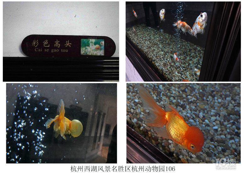 杭州西湖风景名胜区杭州动物园(六)