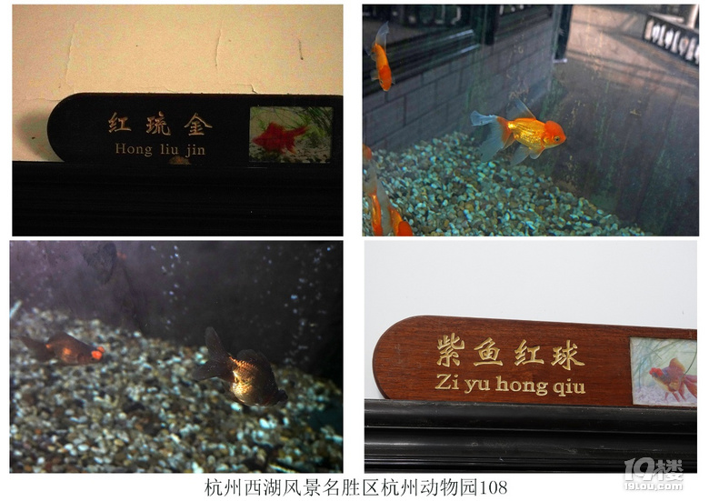 杭州西湖风景名胜区杭州动物园(六)