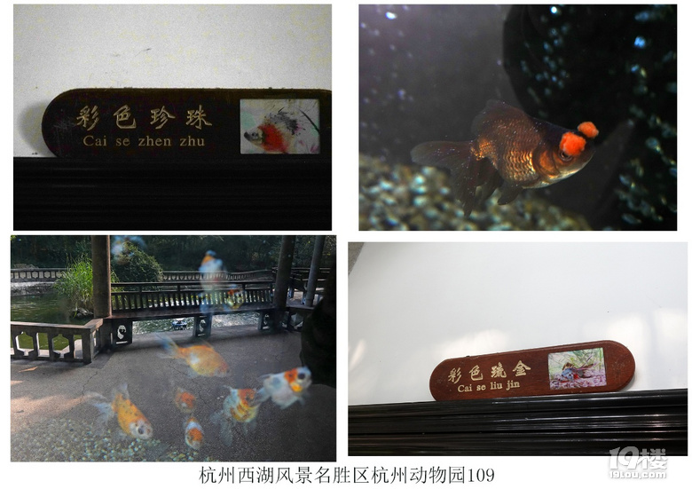 杭州西湖风景名胜区杭州动物园(六)