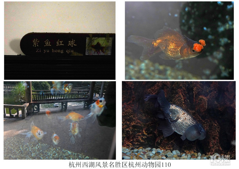 杭州西湖风景名胜区杭州动物园(六)