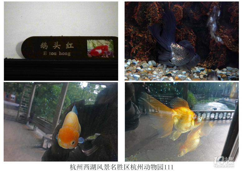 杭州西湖风景名胜区杭州动物园(六)