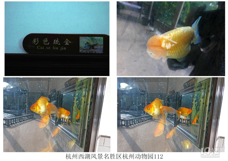 杭州西湖风景名胜区杭州动物园(六)