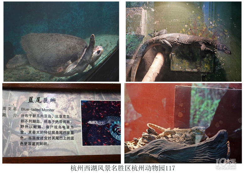 杭州西湖风景名胜区杭州动物园(六)