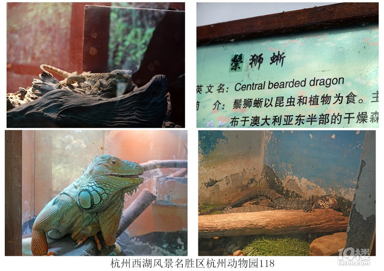 杭州西湖风景名胜区杭州动物园(六)