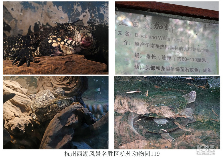 杭州西湖风景名胜区杭州动物园(六)