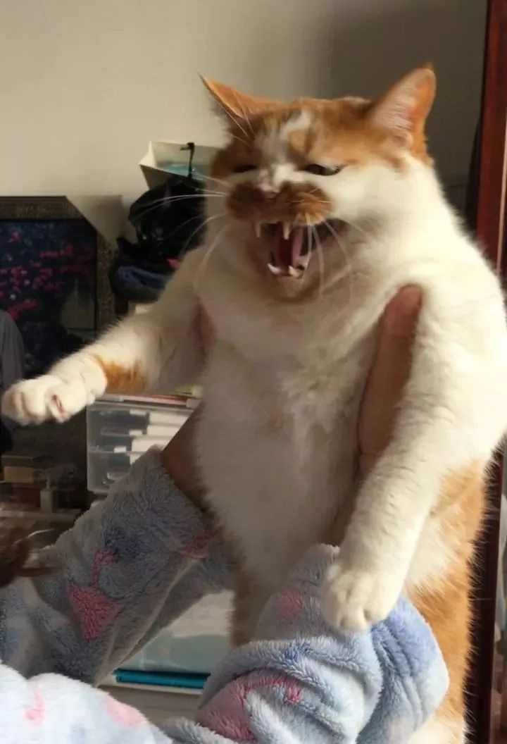 强行吸猫一小口被猫扇了一大巴掌