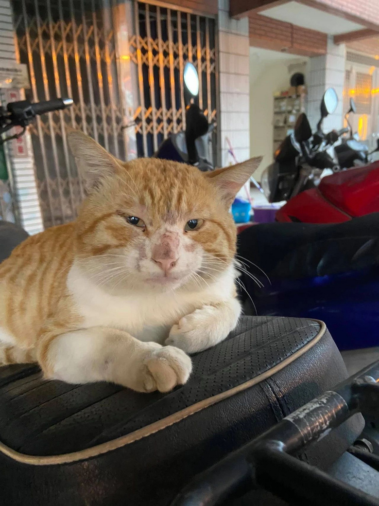 大脸橘猫三餐携女友上门讨饭,被嫌脸大,气到绝食!