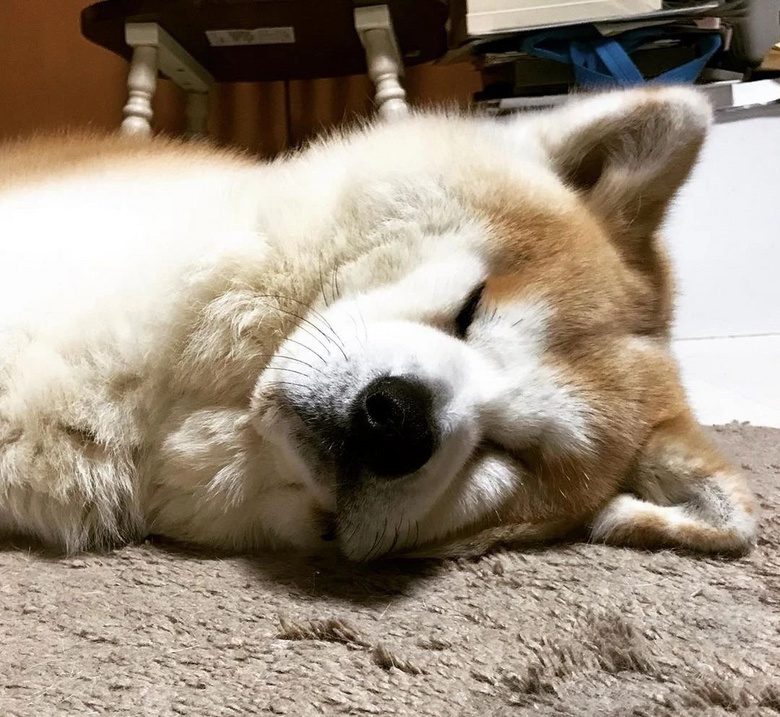 这只秋田凭睡姿走红,好好的一只大帅汪,硬是睡成个憨憨.