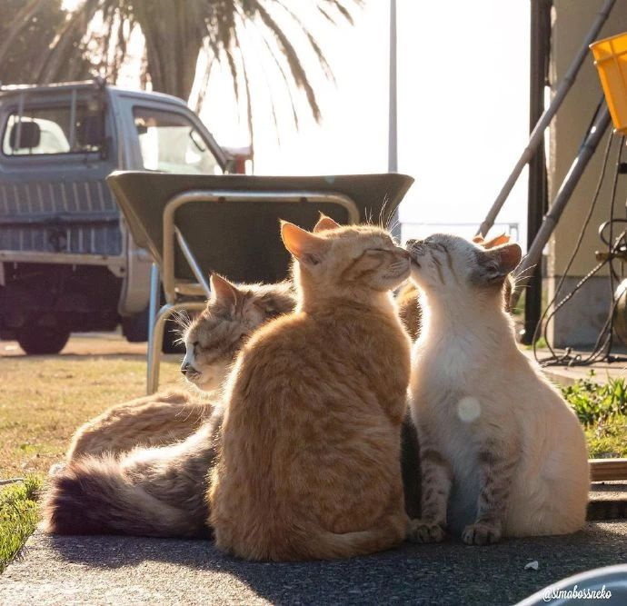 成双成对秀恩爱的猫咪,可爱暴击,我酸了!