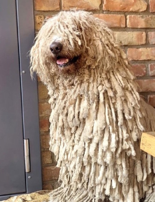 还是狗?因小脏辫被人嫌弃的它,小脸却出其的可爱