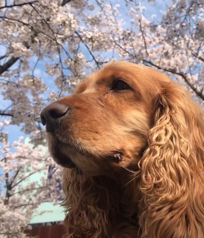 "狗狗头七那天,我收到了一只和它一模一样的狗……"