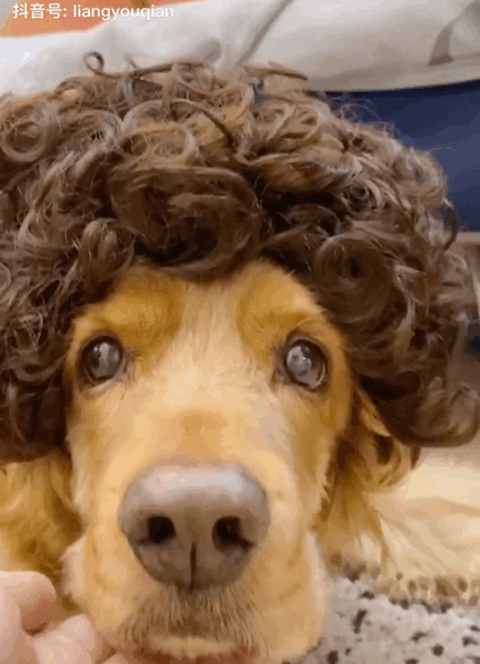 "狗狗头七那天,我收到了一只和它一模一样的狗……"