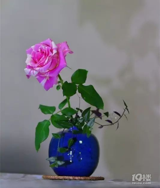 零基礎(chǔ)插花指南，12種插法立刻學(xué)會(huì)