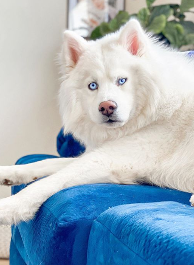 网友养了一只雪哈,每天都被它犀利的眼神,惊的内心瑟瑟发抖